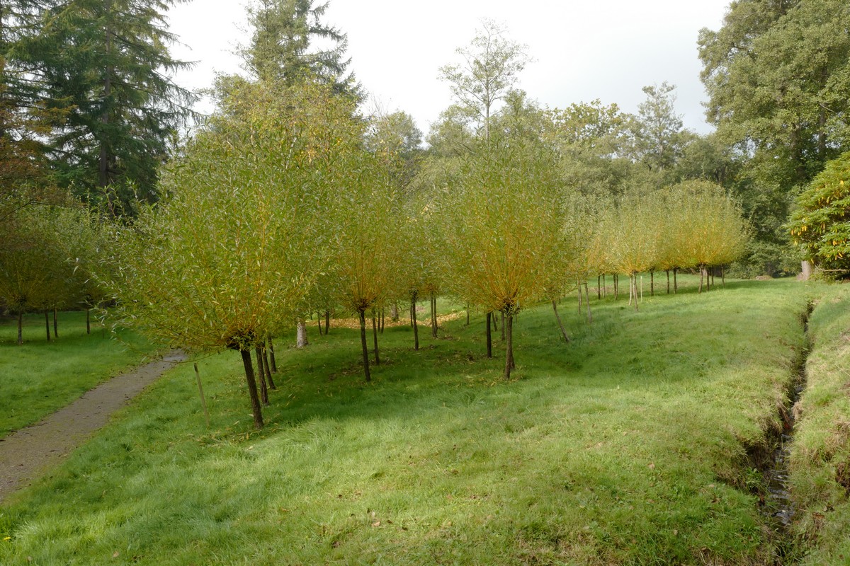 Salix alba 'Chermesina'