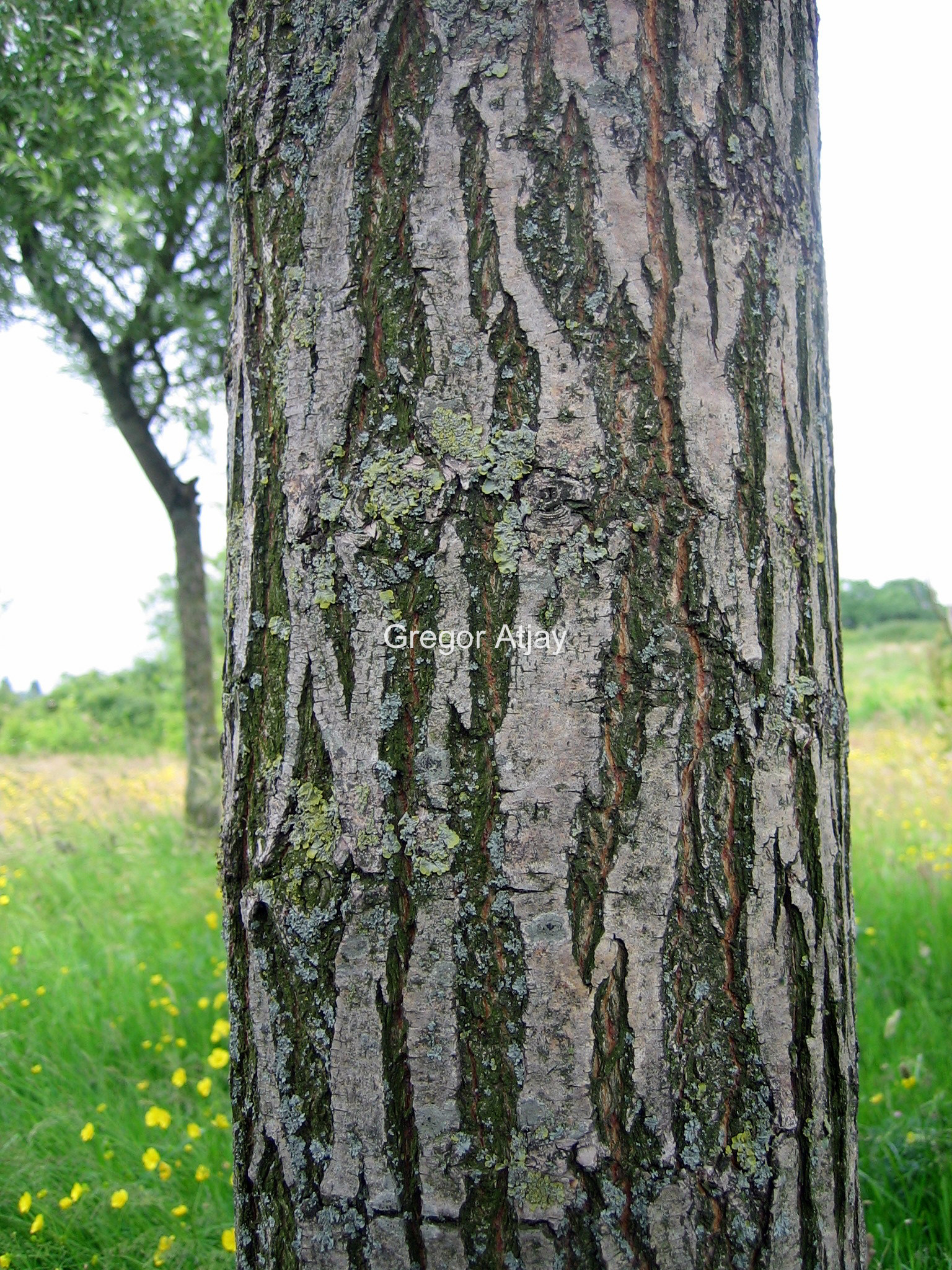 Salix alba 'Sericea'