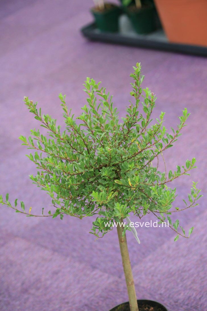 Salix arctica 'Yalta'