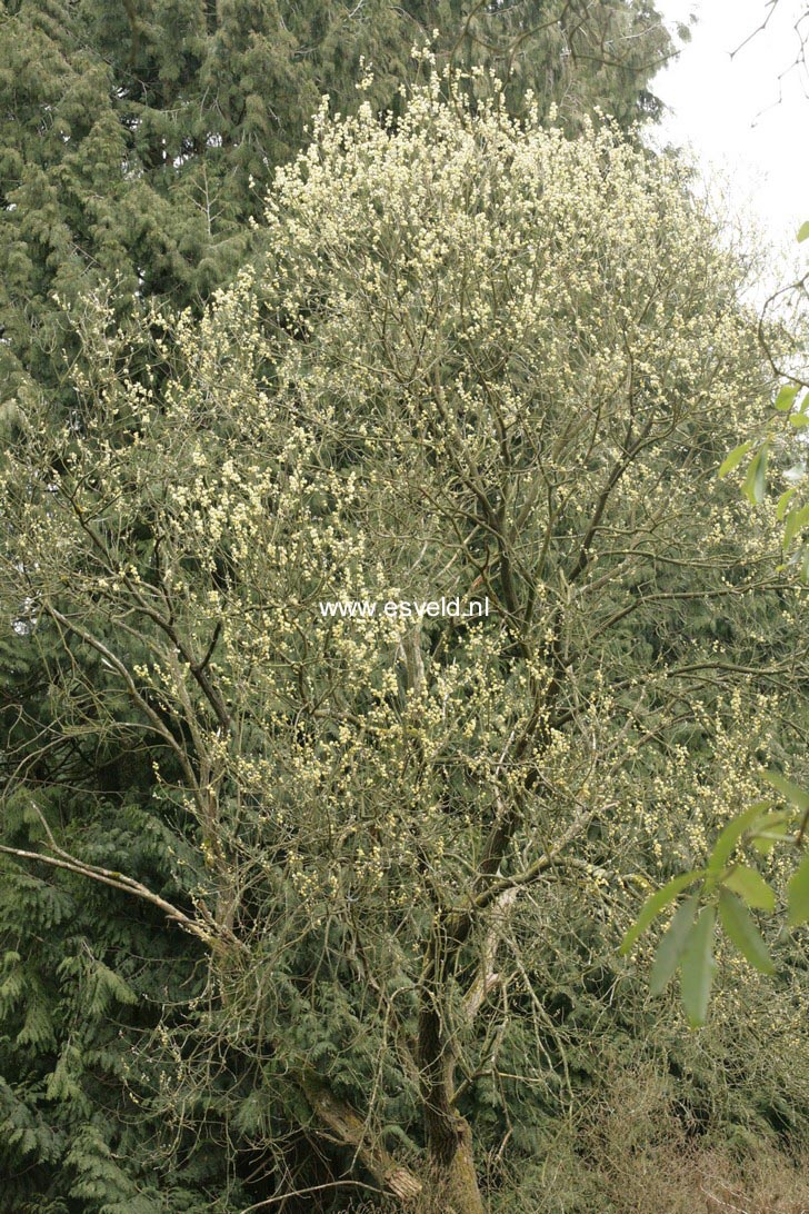 Salix cinerea
