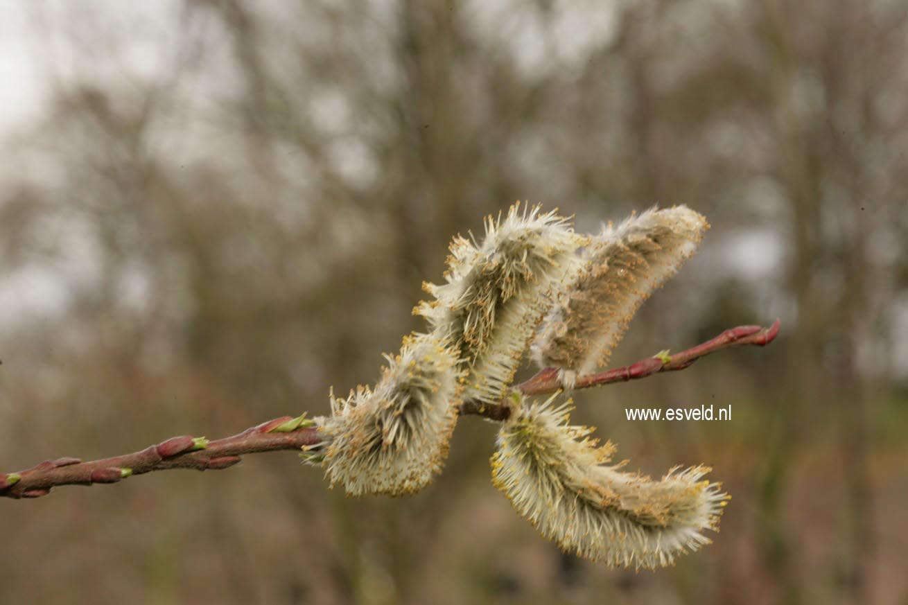 Salix daphnoides
