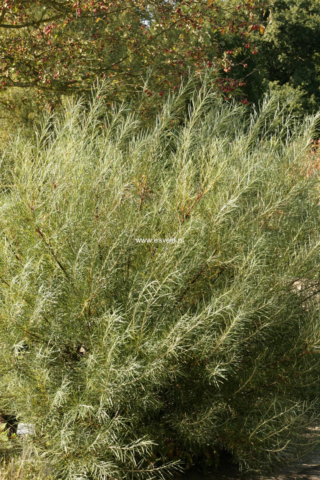 Salix elaeagnos 'Angustifolia'