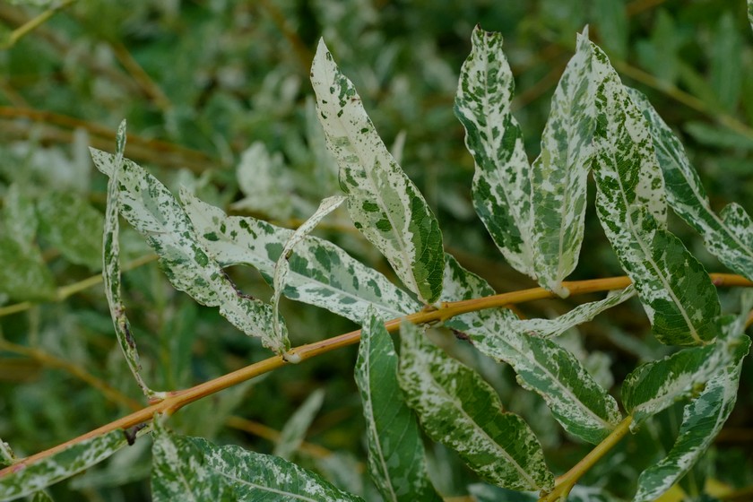 Salix integra 'Hakuro nishiki'