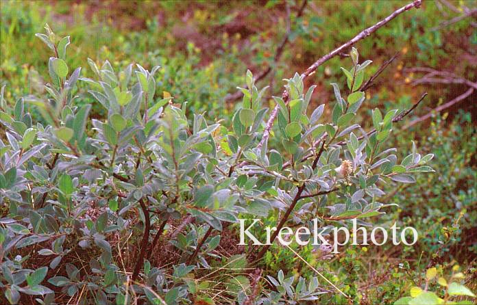 Salix lanata
