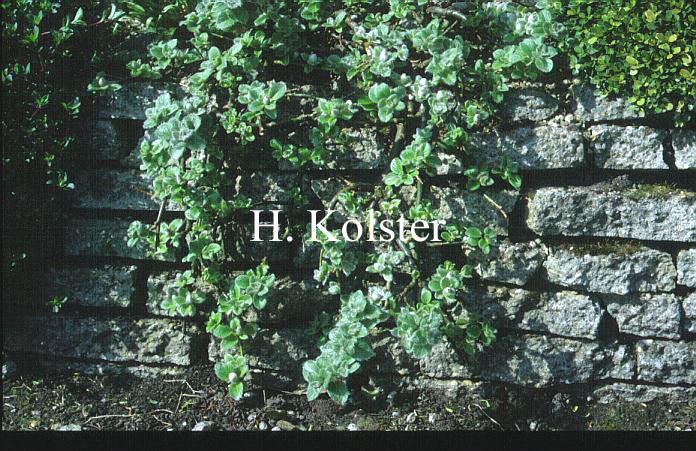 Salix nakamurana yezoalpina