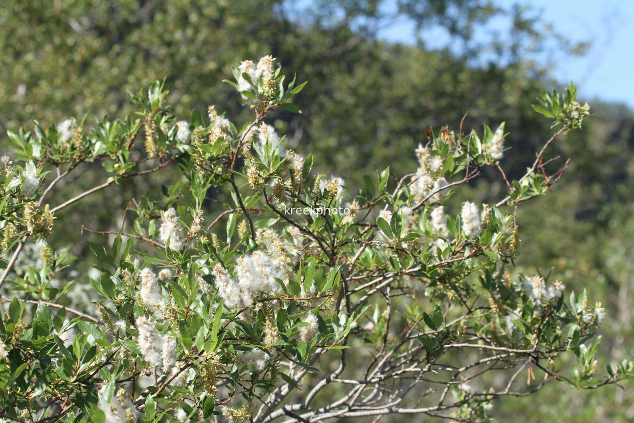 Salix phylicifolia