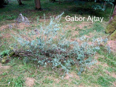 Salix repens 'Boyd's Pendulous'