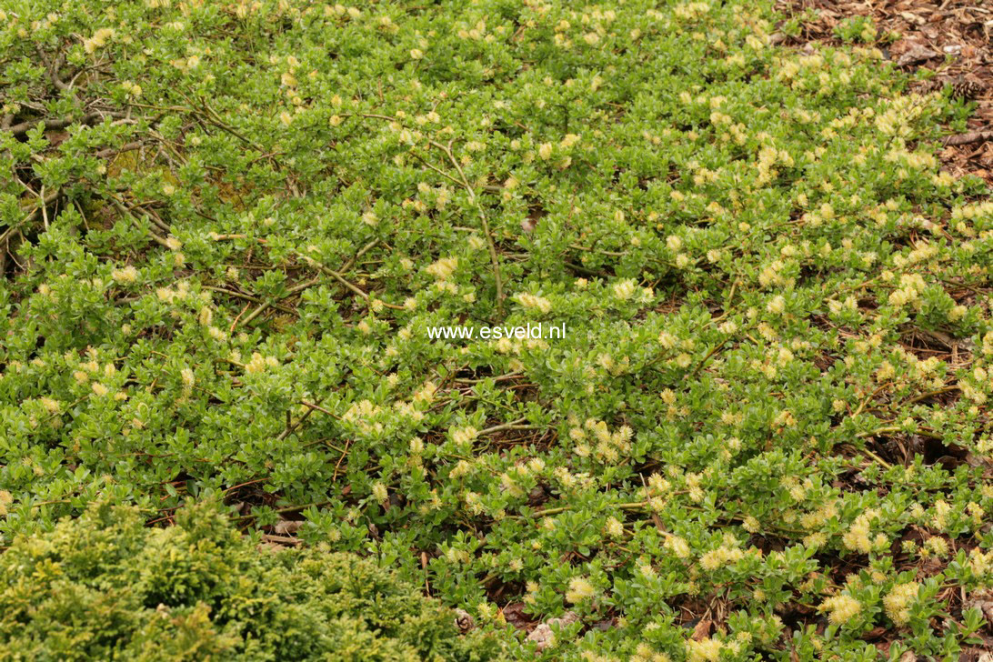 Salix repens 'Voorthuizen'