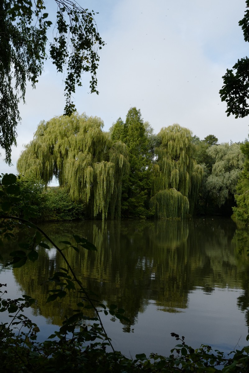 Salix sepulcralis 'Chrysocoma'