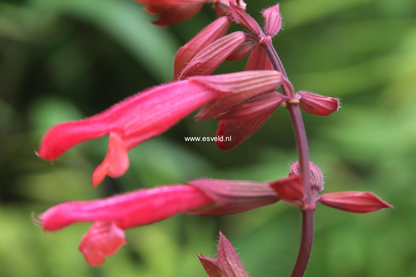 Salvia 'Ember's Wish'