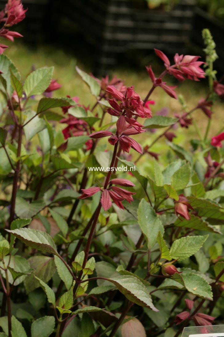 Salvia 'Wendy's Wish'
