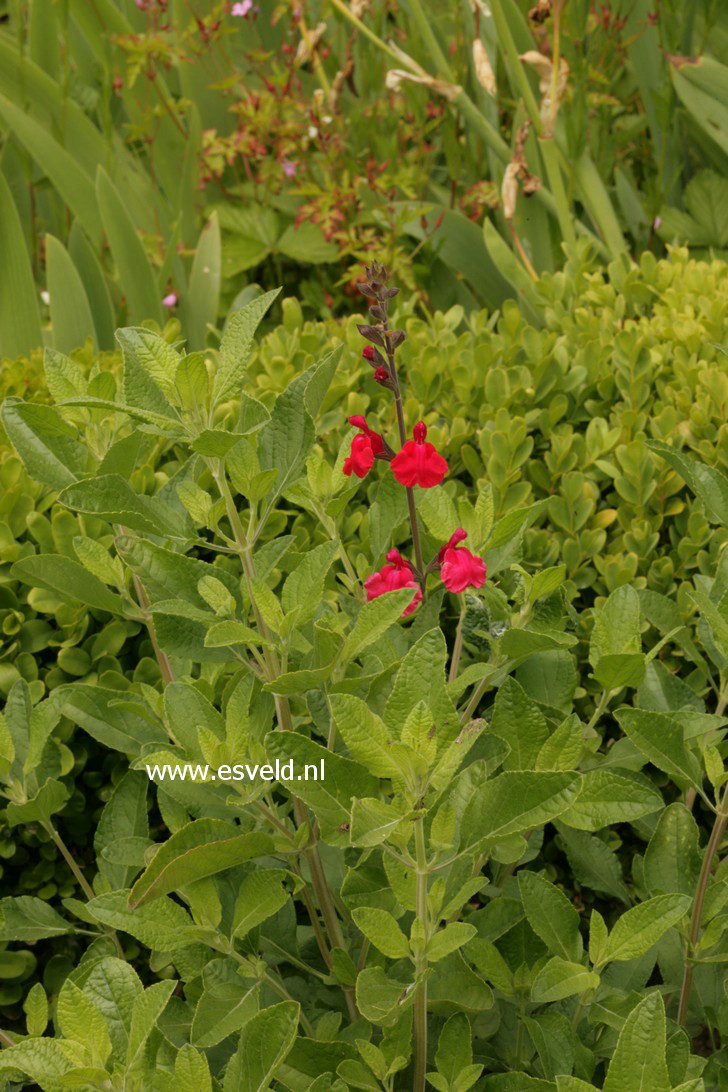 Salvia elegans