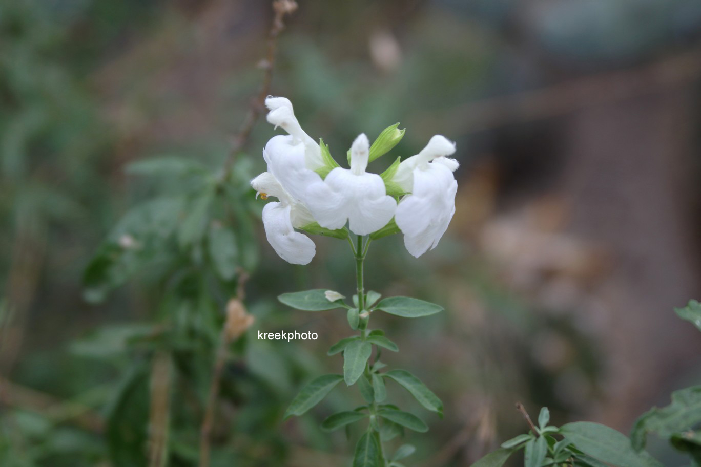 Salvia greggii 'Alba'