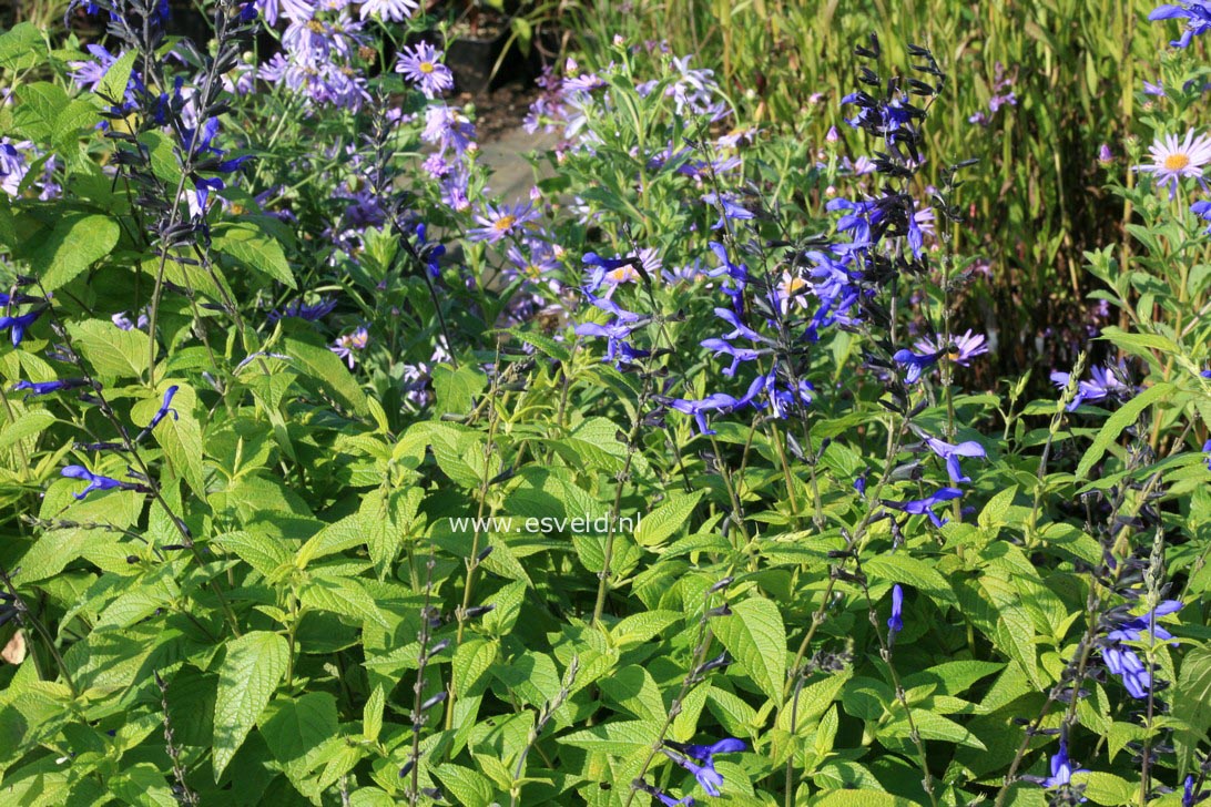 Salvia guaranitica 'Black & Blue'