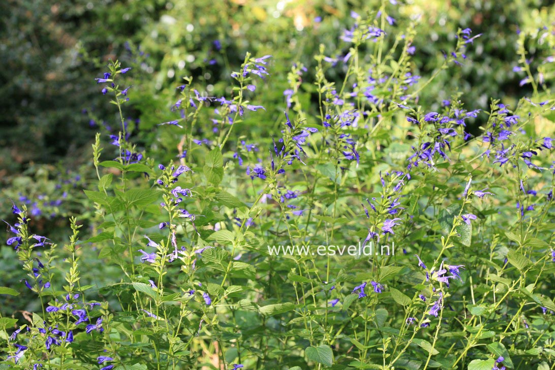 Salvia guaranitica 'Blue Enigma'
