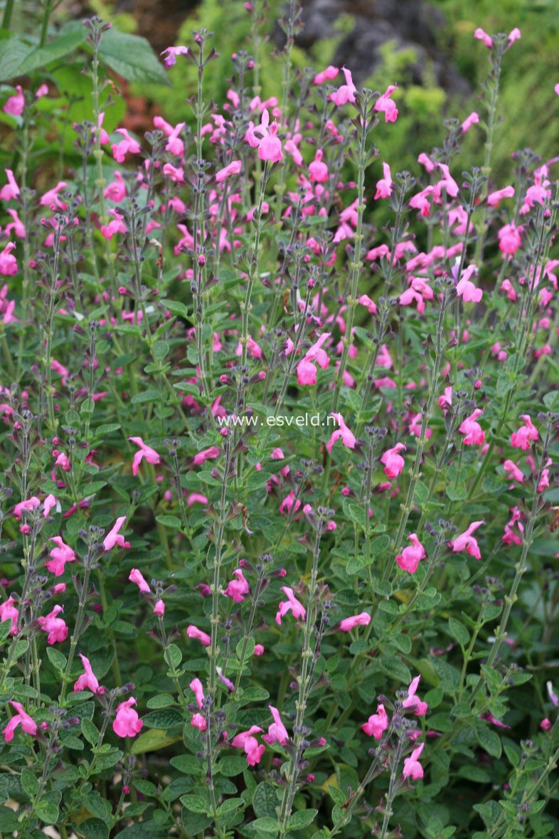 Salvia microphylla 'Pink Beauty'