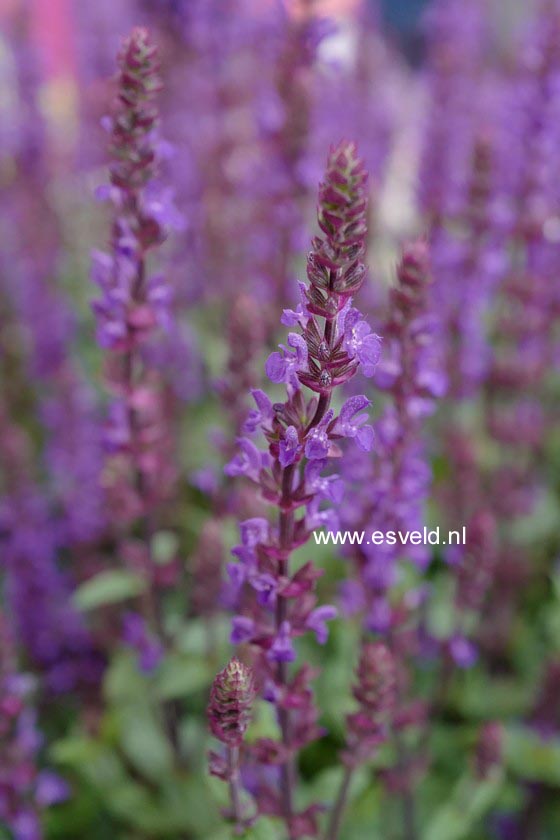 Salvia nemorosa 'Caramia'