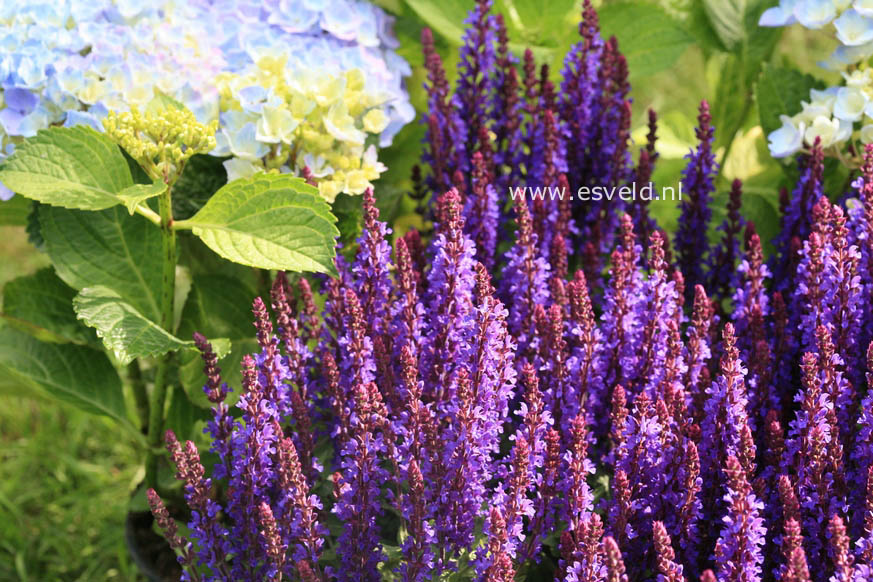 Salvia nemorosa 'Flor Sal Dblue' (SENSATION DEEP BLUE)