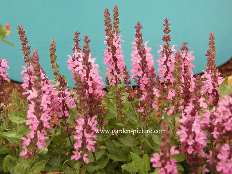 Salvia nemorosa 'Sensation Rose'