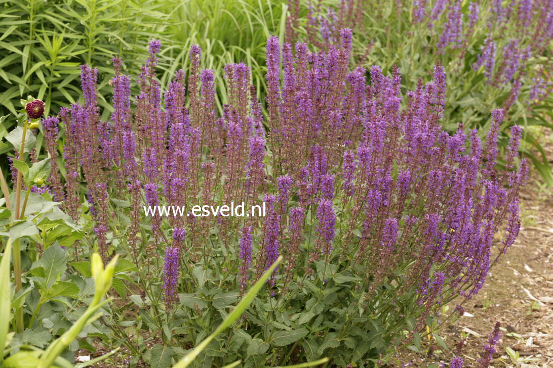 Salvia nemorosa 'Wesuwe'
