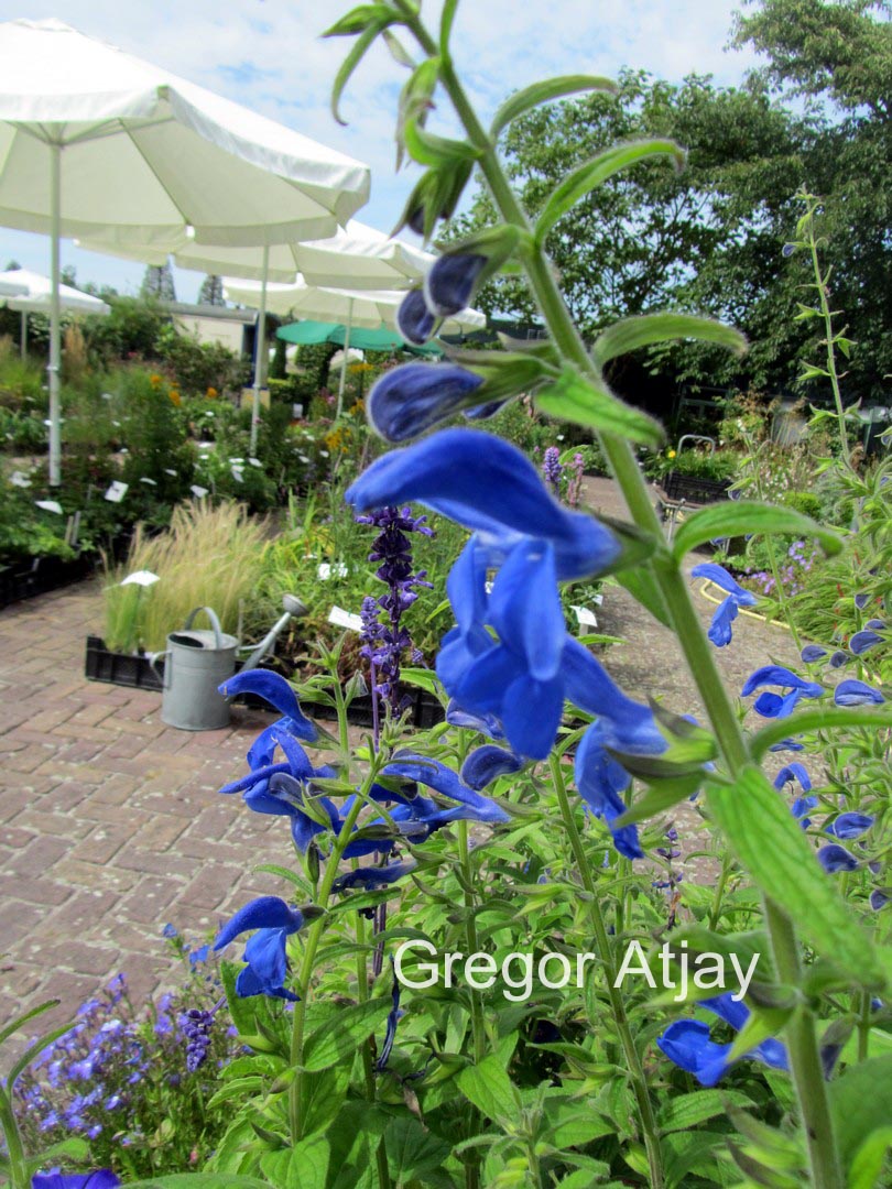 Salvia patens 'Royal Blue'