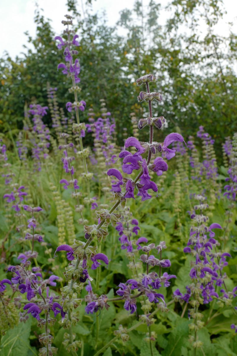Salvia pratensis