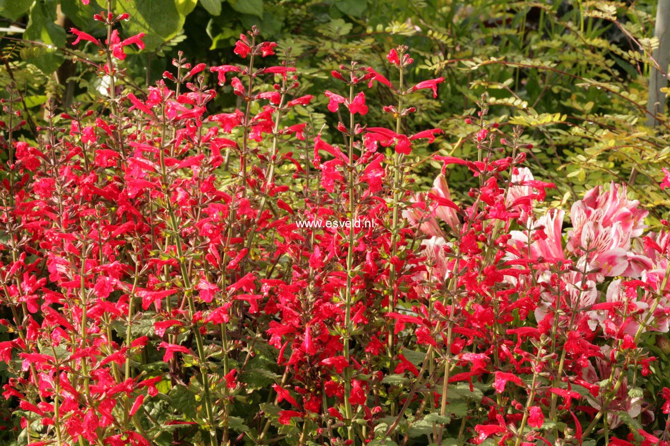 Salvia roemeriana 'Hot Trumpets'