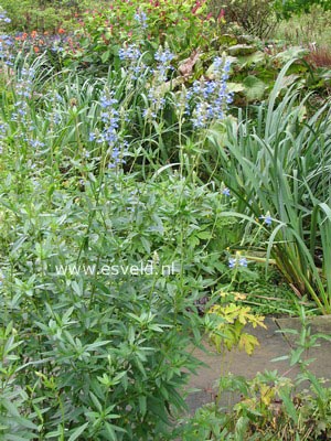 Salvia uliginosa