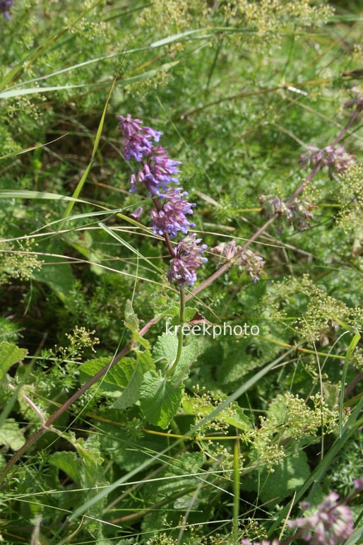 Salvia verticillata