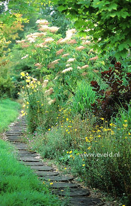 Sambucus canadensis