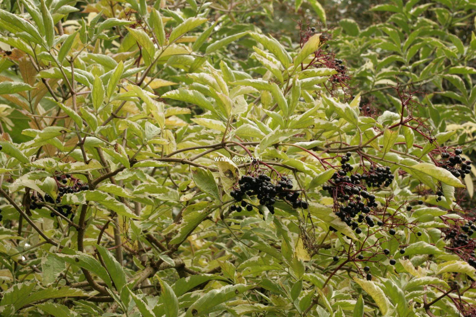 Sambucus nigra 'Albovariegata'