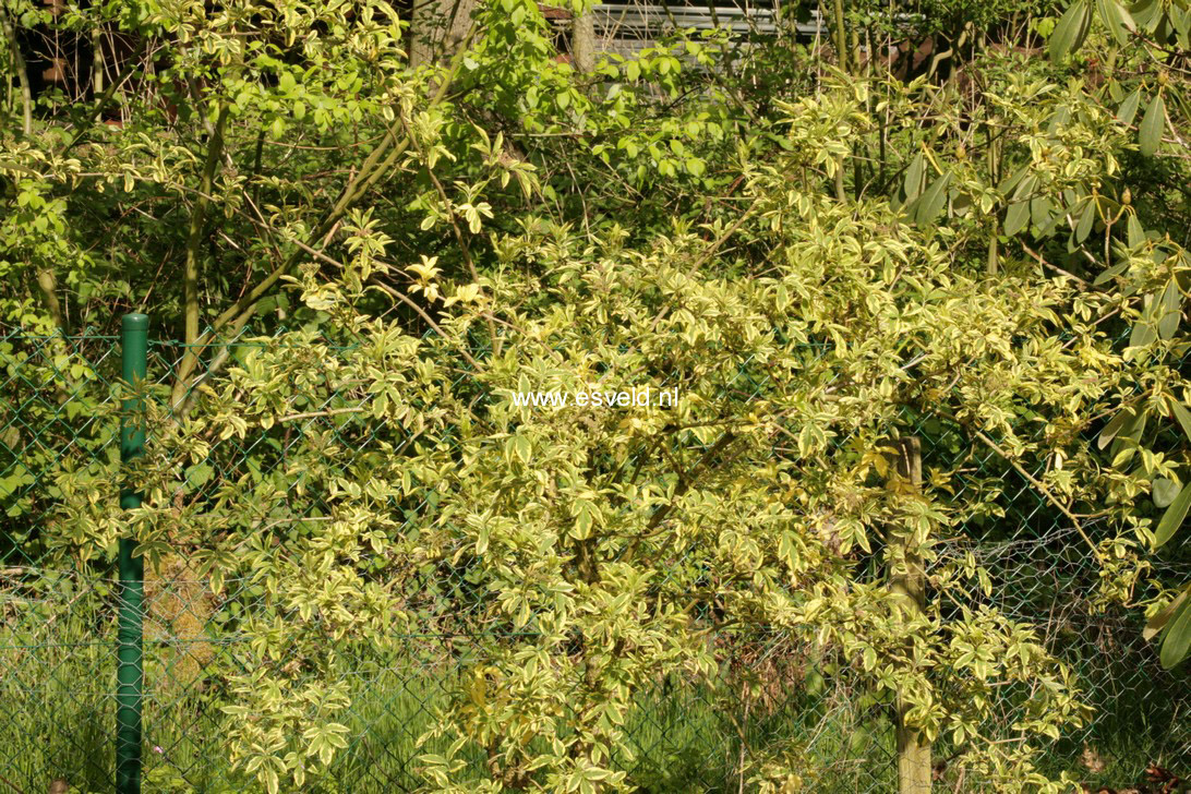 Sambucus nigra 'Aureomarginata'