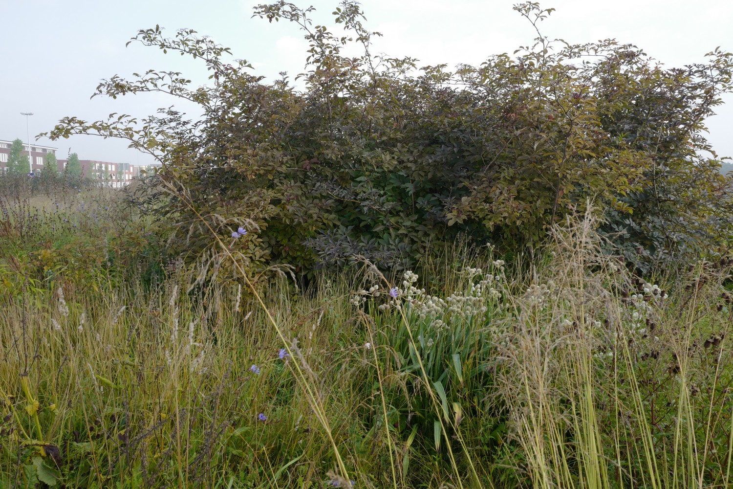 Sambucus nigra 'Guincho Purple'
