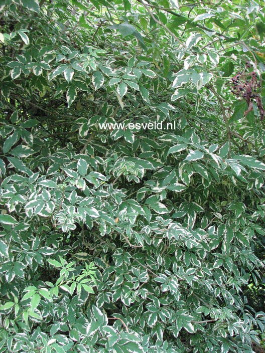 Sambucus nigra 'Marginata'