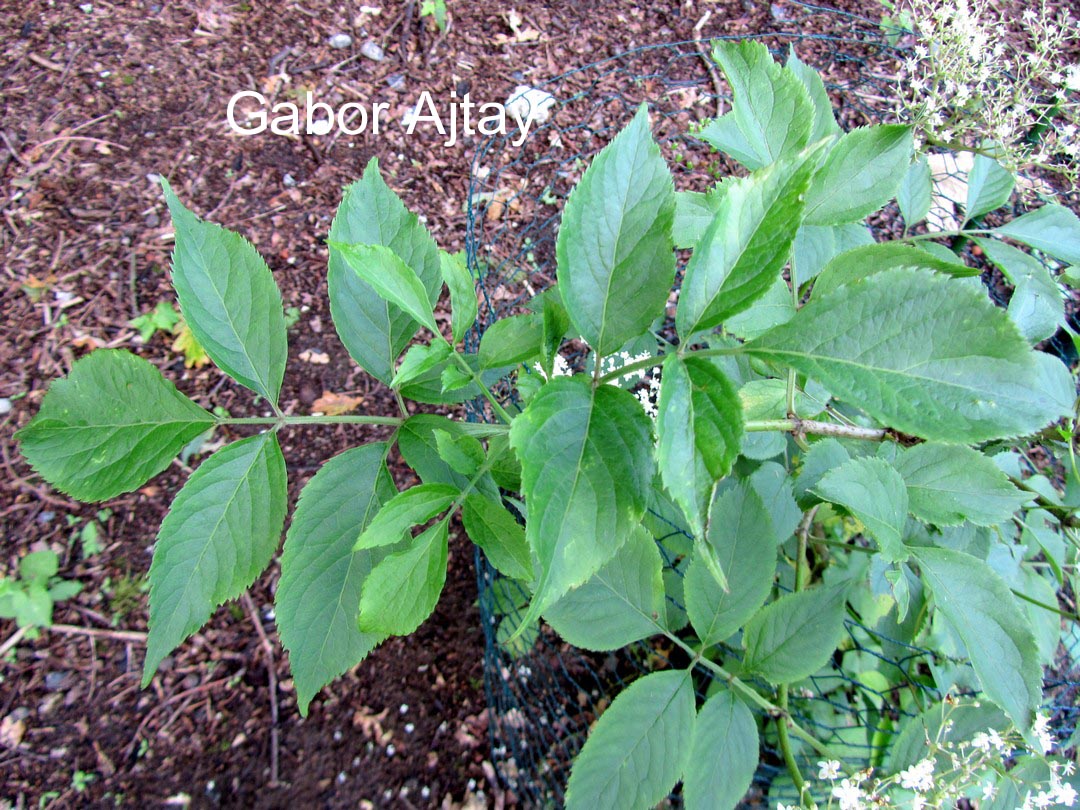 Sambucus nigra 'Riese aus Vossloch'