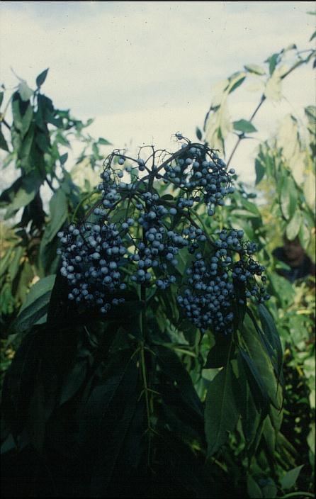 Sambucus nigra ssp. caerulea