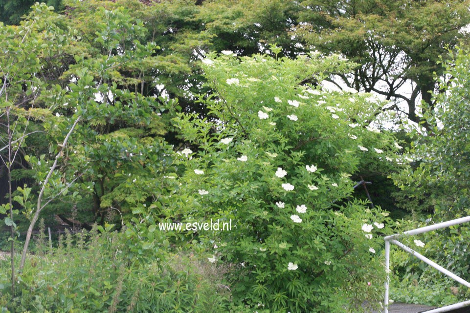Sambucus nigra