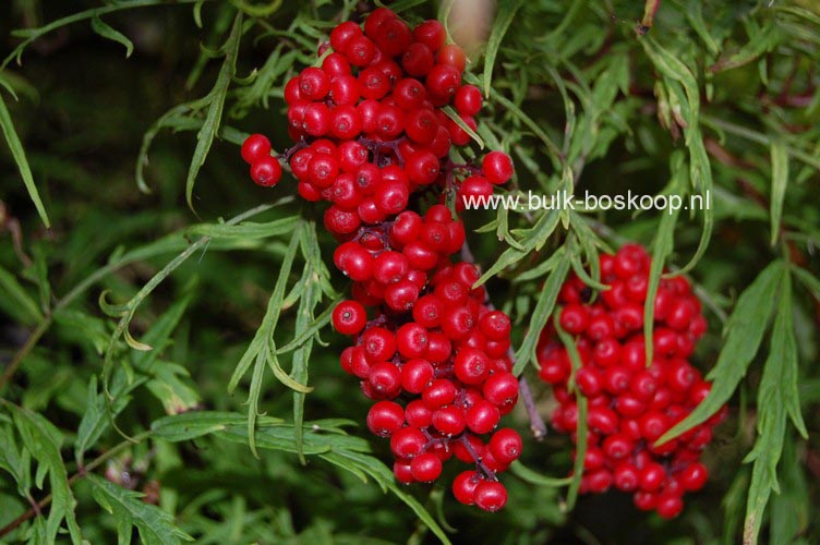 Sambucus racemosa 'Goldenlocks'