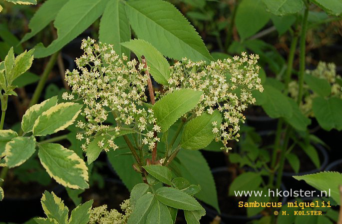 Sambucus racemosa var. miquelii
