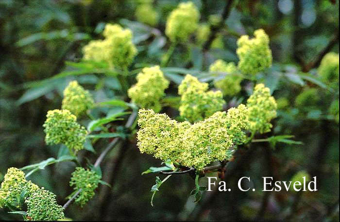 Sambucus racemosa