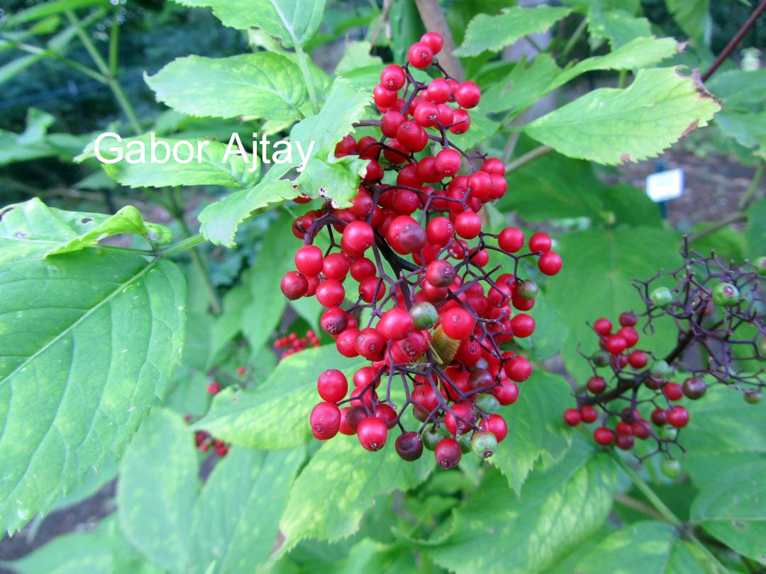 Sambucus sieboldiana