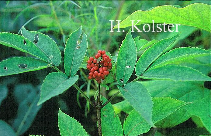 Sambucus tigranii