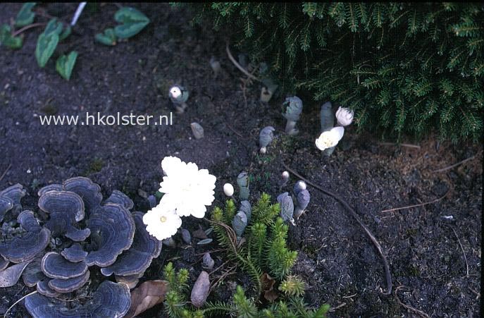 Sanguinaria canadensis 'Multiplex'