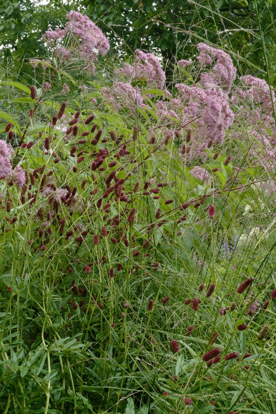 Sanguisorba officinalis 'Tanna'