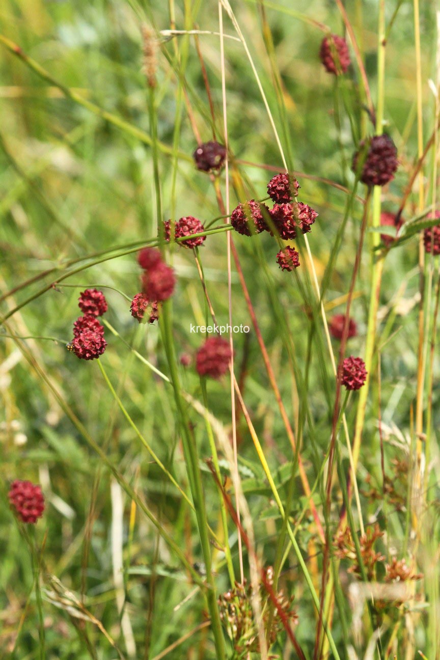 Sanguisorba officinalis