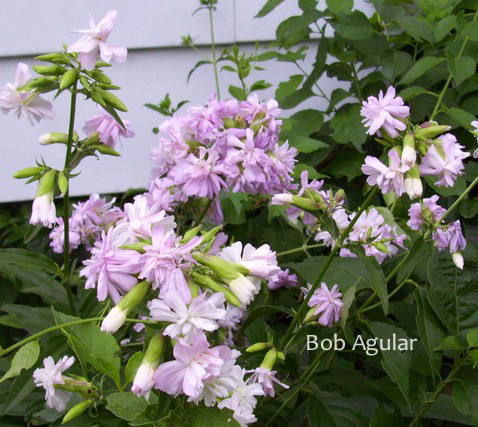 Saponaria officinalis 'Rosea Plena'