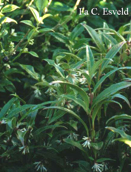 Sarcococca hookeriana digyna