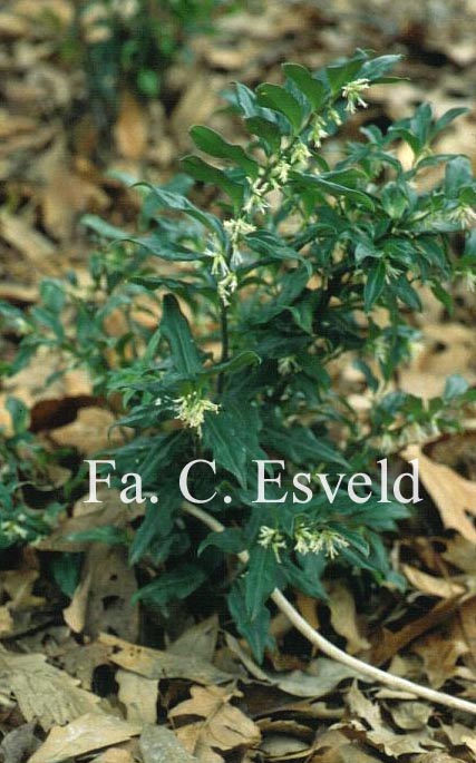 Sarcococca ruscifolia chinensis