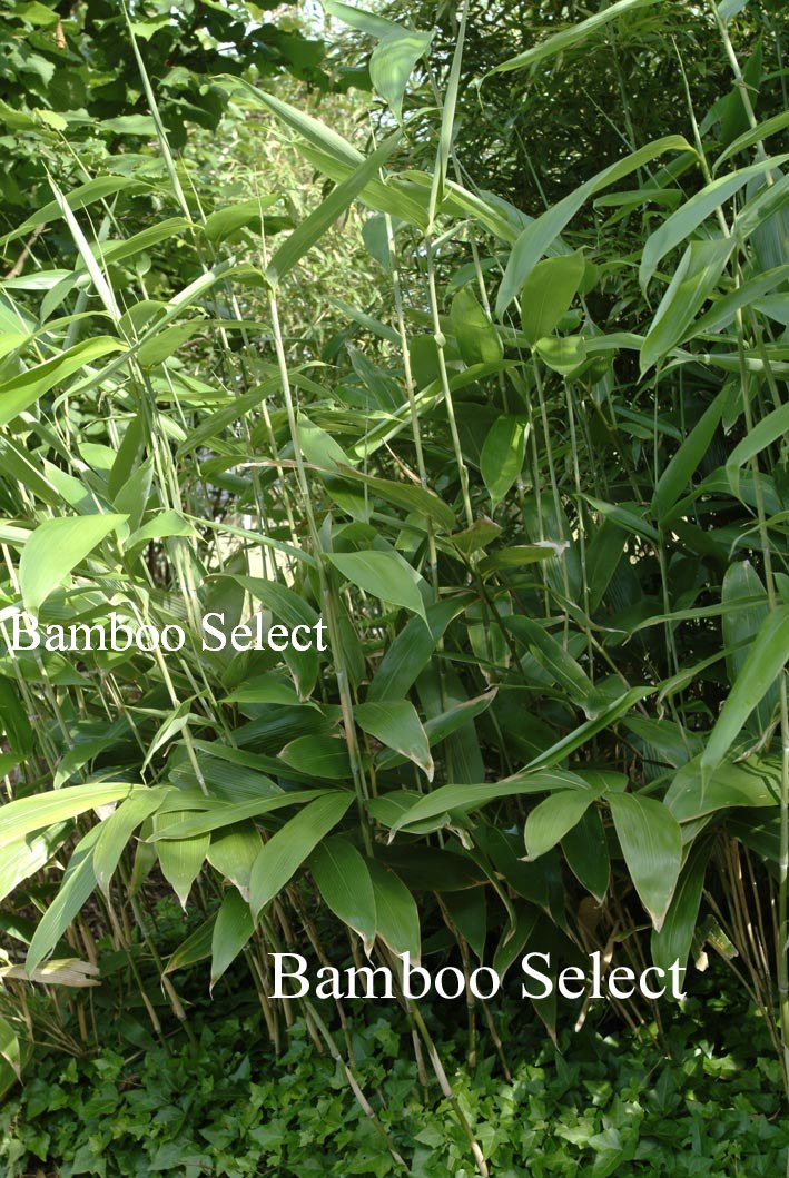 Sasa palmata 'Nebulosa'