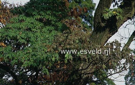 Sassafras albidum molle